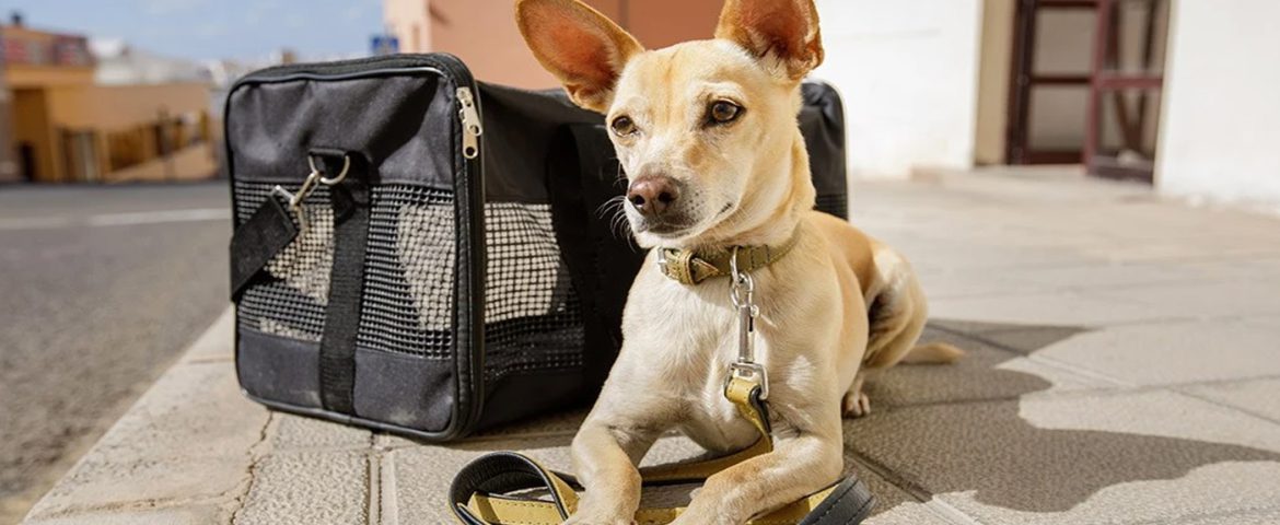نکاتی درباره باکس حمل سگ با هواپیما