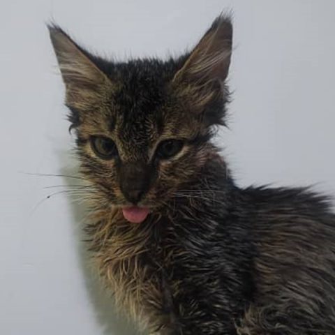 جراحی فک گربه